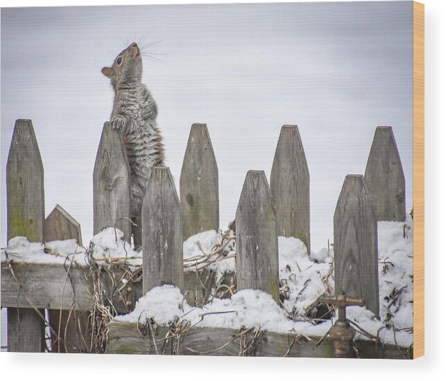 Squirrel Wood Print featuring the photograph I Pledge Allegiance to the Bird Feeder by Michelle Wittensoldner