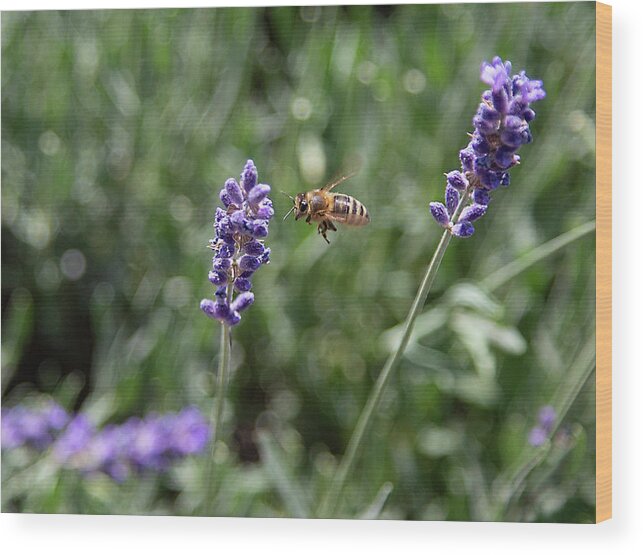 Lavender Wood Print featuring the photograph Lavender and a Bee by Dart Humeston