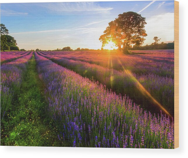 Kent Wood Print featuring the photograph Lavender Field Sunset by Oliver Smalley / Ollie Smalley Photography