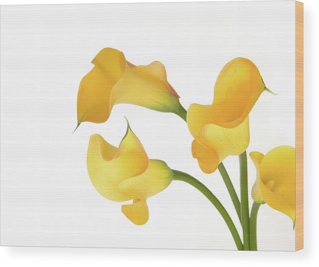 White Background Wood Print featuring the photograph Lillie In Yellow And Green by Brandonrobbins.com/www