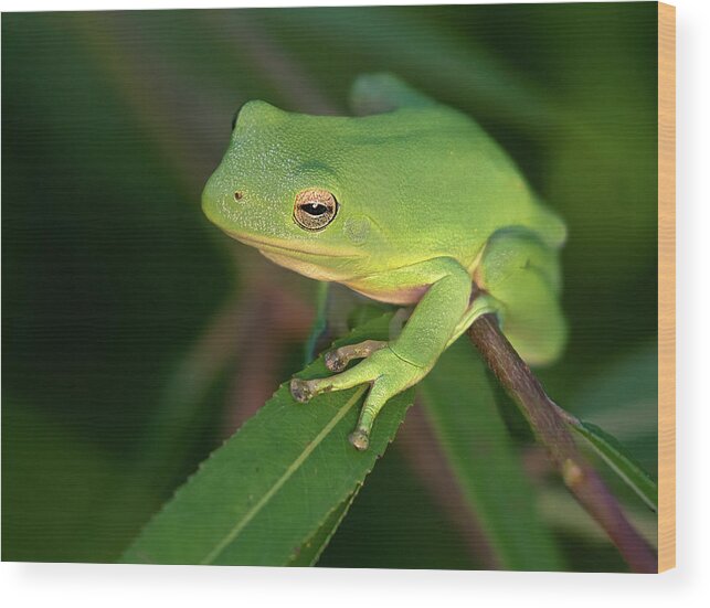 Frog Wood Print featuring the photograph Lime Light Lounger by Art Cole