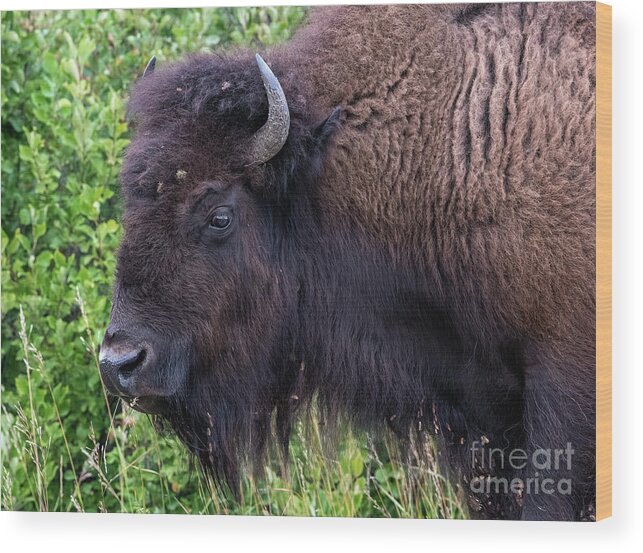 Bison Wood Print featuring the photograph Lone bison by Jim Hatch