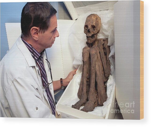 Anthropological Wood Print featuring the photograph Museum Curator And Amerindian Mummy by Pascal Goetgheluck/science Photo Library