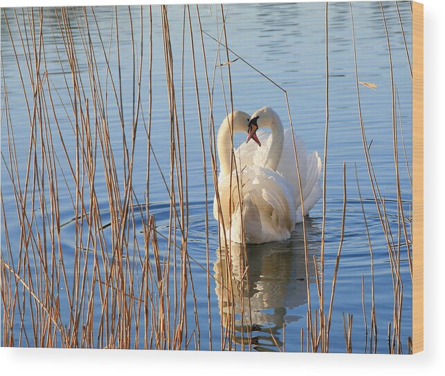 Animal Themes Wood Print featuring the photograph Pair Of Swans In Love by Itsabreeze Photography