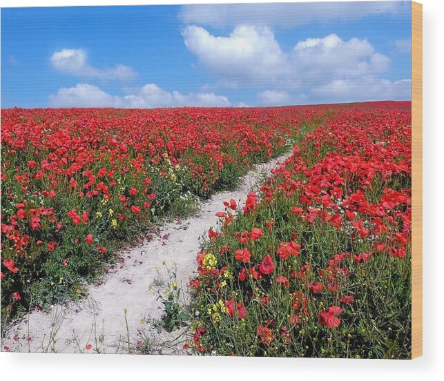 Poppies Wood Print featuring the photograph Path through the Poppies by Vanessa Thomas