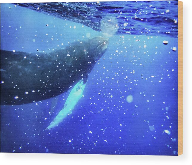 Baby Whale Playing With Bubbles Wood Print featuring the photograph Play by Louise Lindsay