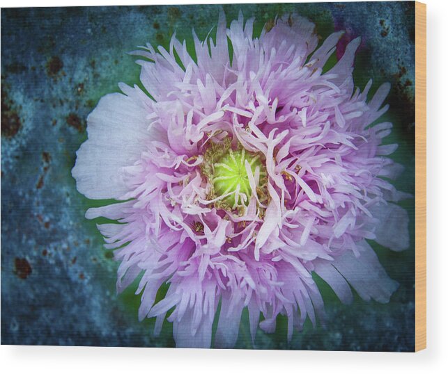 Purple Poppy Wood Print featuring the photograph Purple Poppy by Jean Noren