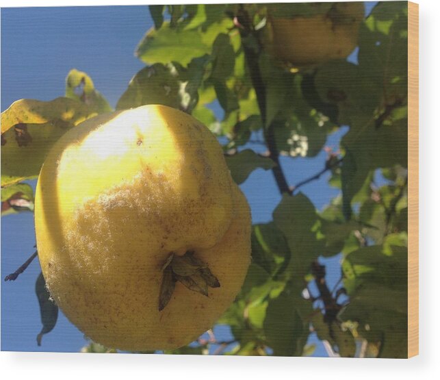 Quince Wood Print featuring the photograph Quince Tree by Julie Rauscher