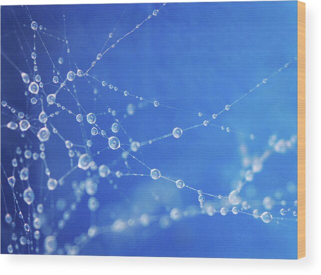 Natural Pattern Wood Print featuring the photograph Raindrops On Webs by Natalia Campbell Of Nc Photography