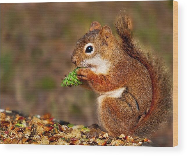 Pine Squirrel Wood Print featuring the photograph Red Squirrel by Michael Parrish Photography