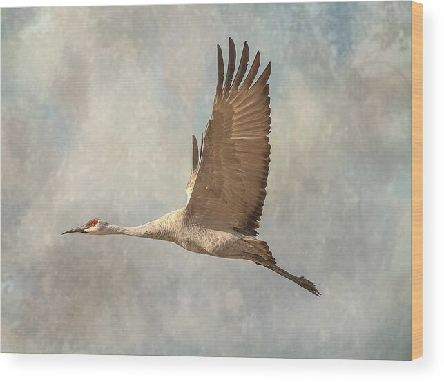 Bird Wood Print featuring the photograph Sand Hill Crane by Peggy Blackwell