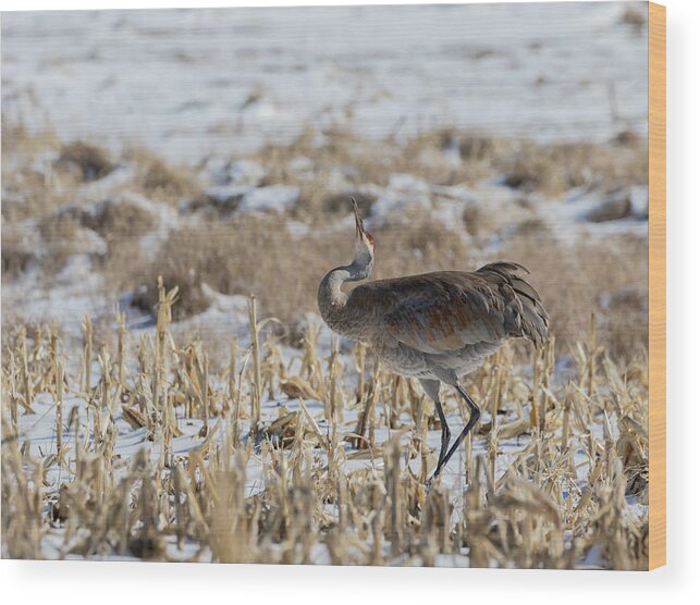 Sandhill Crane Wood Print featuring the photograph Sandhill Crane 2018-5 by Thomas Young