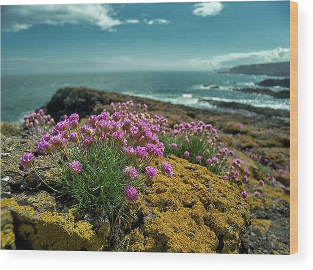 Tranquility Wood Print featuring the photograph Sea Pinks Crawton June 2013 by Jimfrost M43.im