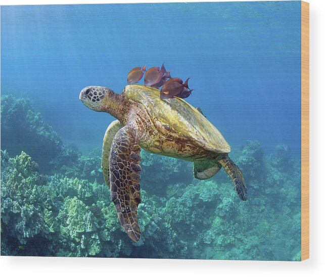 Underwater Wood Print featuring the photograph Sea Turtle Underwater by M.m. Sweet