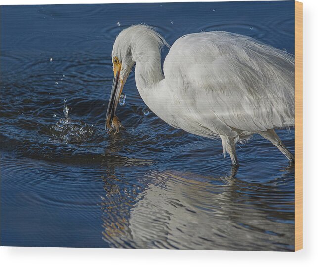 Snowy White Egret Wood Print featuring the photograph Snowy White Egret 1 by Rick Mosher