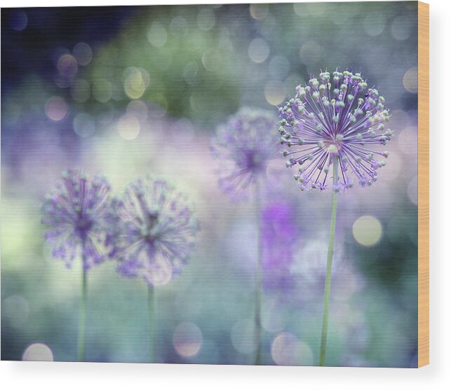 Allium Wood Print featuring the photograph Sparkely by Rebecca Cozart