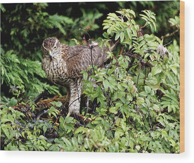Sparrowhawk Wood Print featuring the photograph Sparrowhawk With Kill by Jeff Townsend
