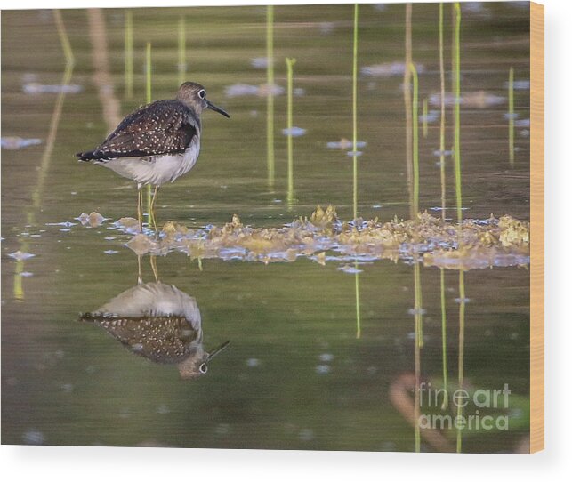 Sandpiper Wood Print featuring the photograph Spotted Sandpiper Reflection by Tom Claud