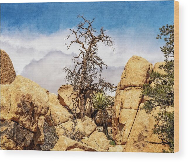 Joshua Tree National Park Wood Print featuring the photograph Still Beautiful by Sandra Selle Rodriguez