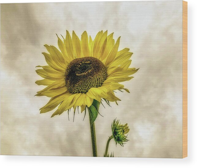 Sunflower Wood Print featuring the photograph Sunflower by Anamar Pictures
