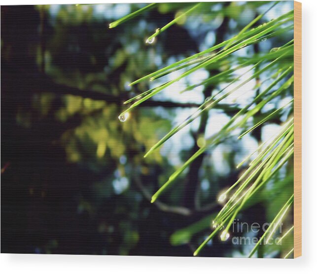 Pine Needle Wood Print featuring the photograph Sunshine Dewdrop by D Hackett