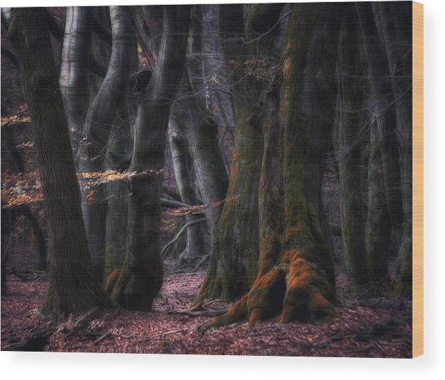 Speulderforest Wood Print featuring the photograph The Forest Of Dancing Trees by Saskia Dingemans