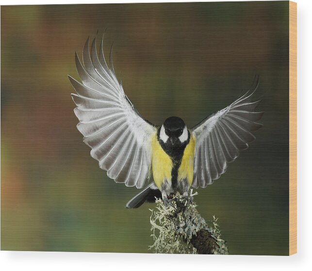 Tit Wood Print featuring the photograph Tit Wing by Nicols Merino