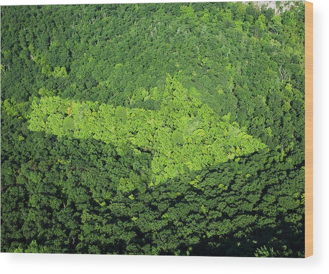 Outdoors Wood Print featuring the photograph Trees With Arrow Shape by Thomas Jackson