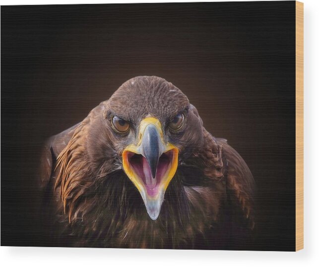 Eagles Wood Print featuring the photograph Untitled by Monajumaan