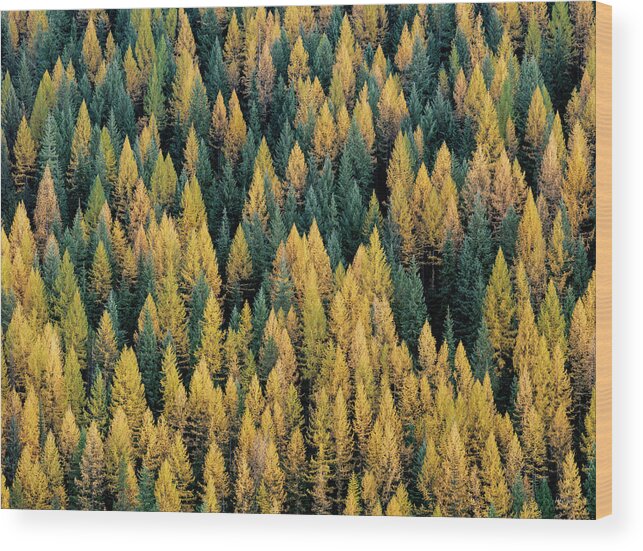 Idaho Scenics Wood Print featuring the photograph Western Larch forest by Leland D Howard