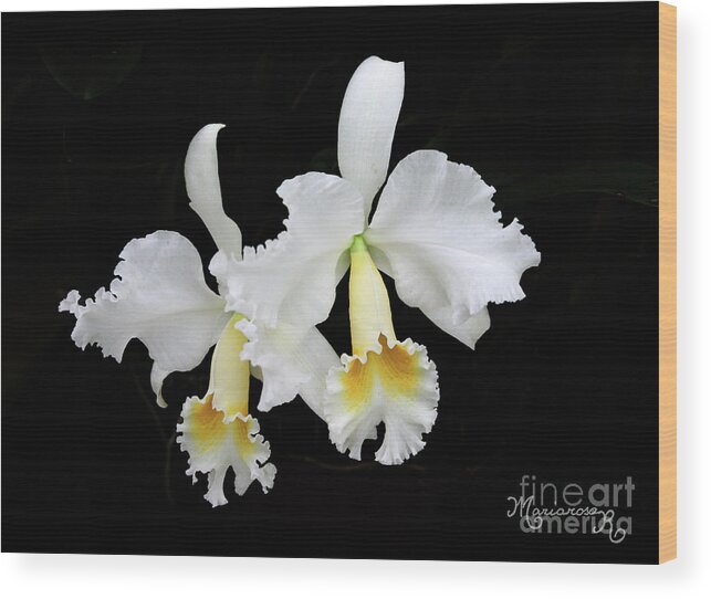 Nature Wood Print featuring the photograph White Orchid Duo by Mariarosa Rockefeller