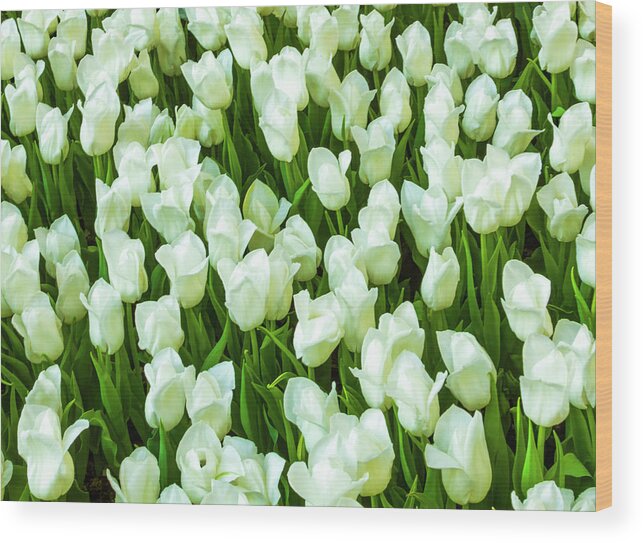 White Tulips On Green Wood Print featuring the photograph White Tulips on Green by Bonnie Follett