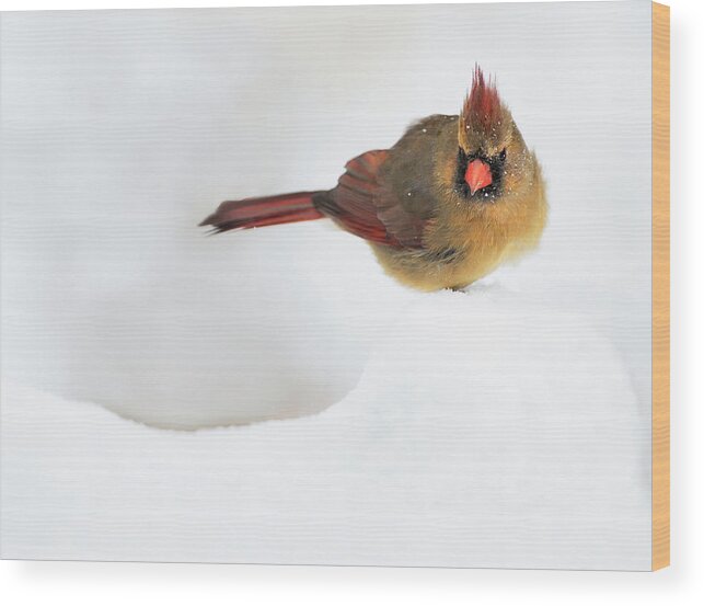 Cardinal Wood Print featuring the photograph Winter Chilling by Art Cole