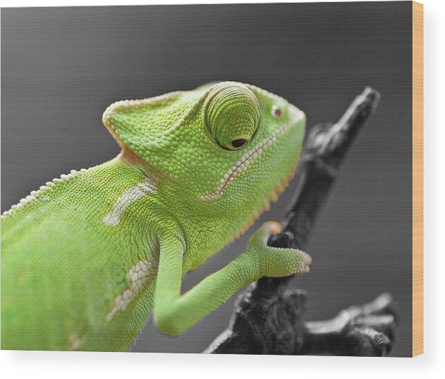Animal Themes Wood Print featuring the photograph Yemen-cameleon by A.töfke Cologne Germay