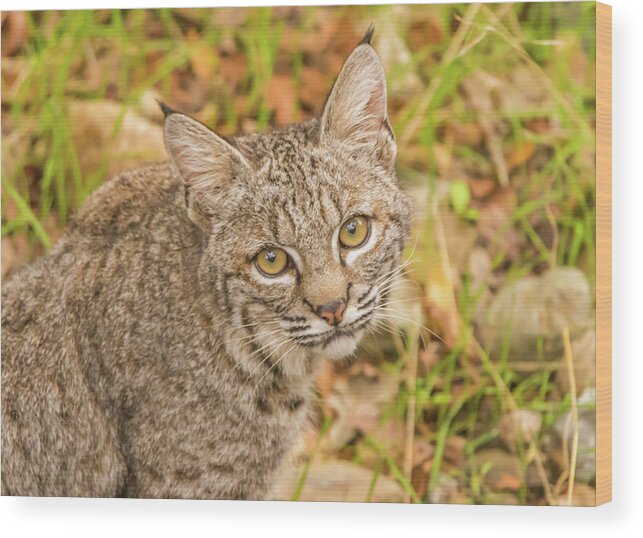 Usa Wood Print featuring the photograph Young Bobcat by Marc Crumpler