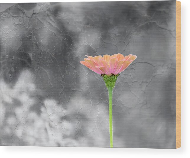 Zinnia Flower Wood Print featuring the photograph Zinnia 2018-1 by Thomas Young