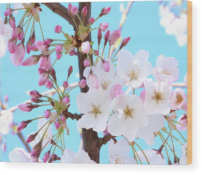 Japanese Cherry Blossom Wood Print featuring the photograph On A Spring Day #1 by Scott Cameron