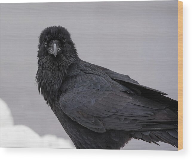 Raven Wood Print featuring the photograph Raven #1 by David Kirby