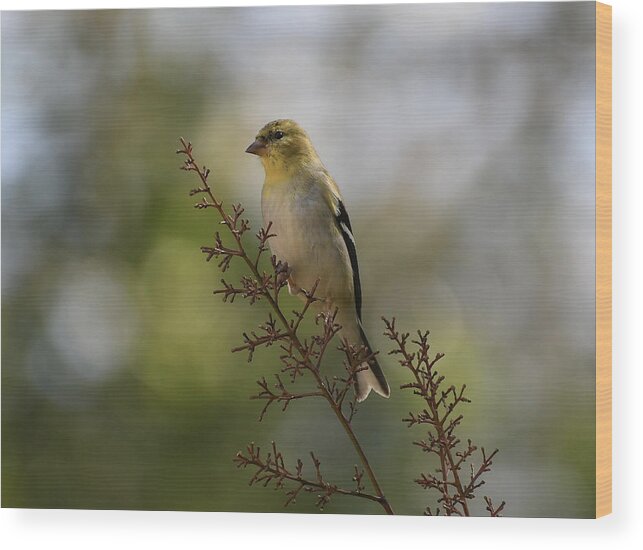 American Goldfinch Wood Print featuring the photograph Sunshine On A Branch #1 by Fraida Gutovich