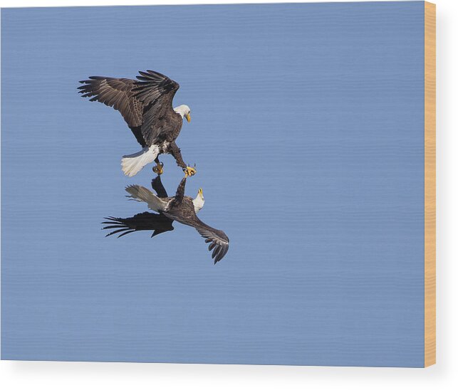 Eagle Wood Print featuring the photograph Sky Dancing #1 by Art Cole