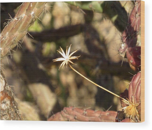 A Single Bright Spot Wood Print featuring the photograph A Single Bright Spot by Adrienne Wilson