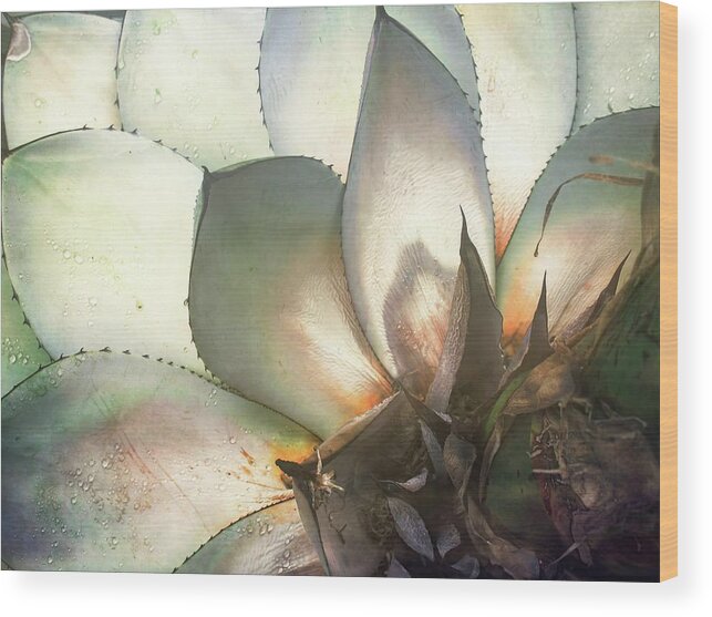 Aloe Wood Print featuring the photograph Aloe Moon by Rebecca Herranen