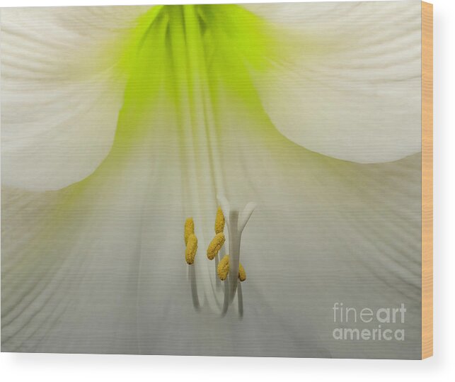 Lower Wood Print featuring the photograph Amaryllis by Cathy Donohoue