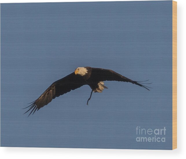 Bald Eagle Wood Print featuring the photograph Bald Eagle Soaring by Steven Krull