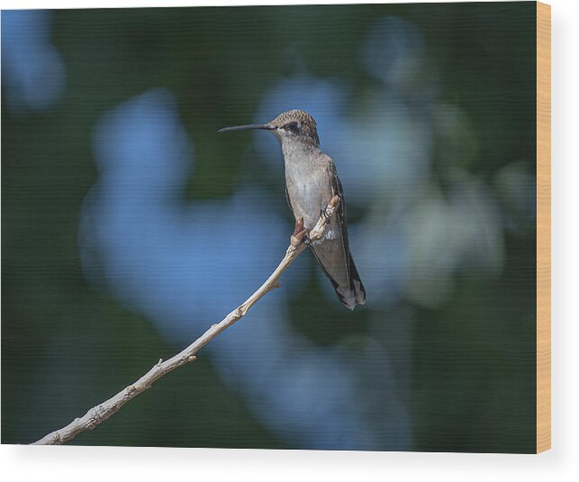 Black Chinned Hummingbird Wood Print featuring the photograph Black Chinned Hummingbird 3 by Rick Mosher