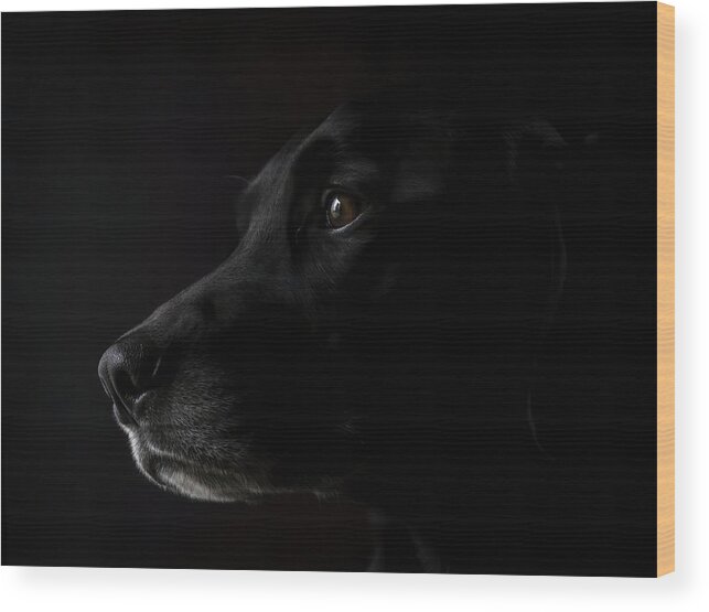 Black Lab Wood Print featuring the photograph Black Lab by Holly Ross