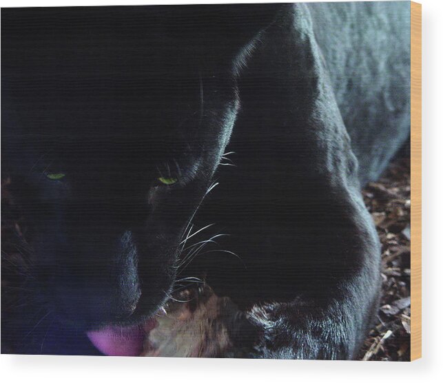 Black Wood Print featuring the photograph Black Panther Feeding - Closeup by Menega Sabidussi