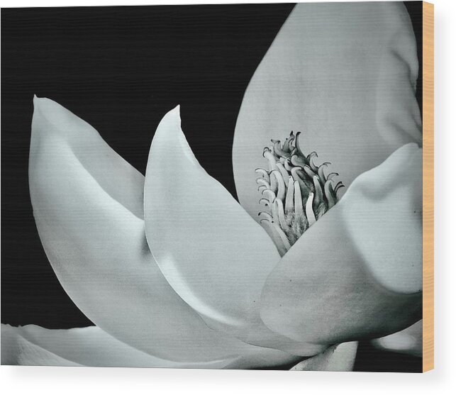 Bloom Wood Print featuring the photograph Blooming Elegance by Sarah Lilja