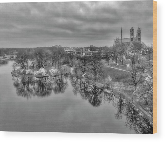 Cherry Blossoms Wood Print featuring the photograph Branch Brook Cherry Blossoms Aerial BW by Susan Candelario