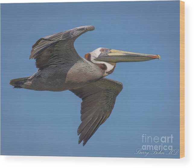 Nature Wood Print featuring the photograph Brown pelican at Kiawah by Barry Bohn